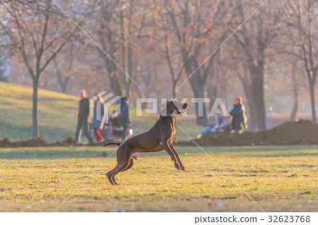 dog in the park 32623768