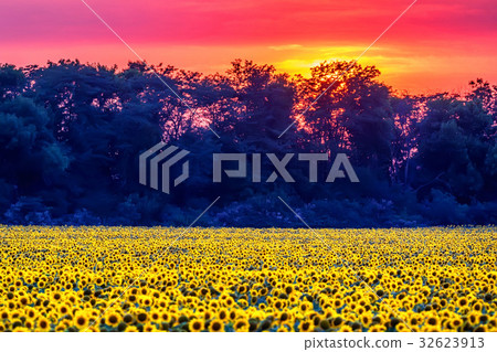 Field of sunflowers during sunset Field of sunflowers during sunset 32623913