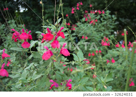 Salvia微纖維花 32624031