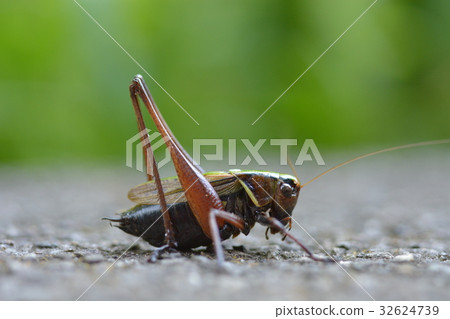 Hymengis 32624739