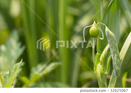 薏苡 薏苡 32625067