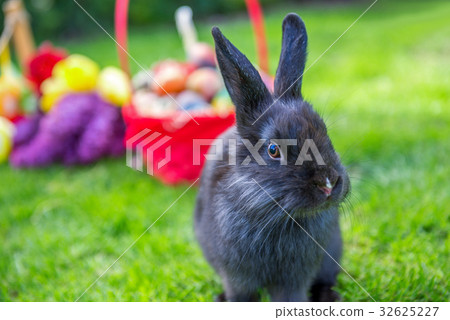 easter rabbit and easter eggs easter rabbit and easter eggs 32625227