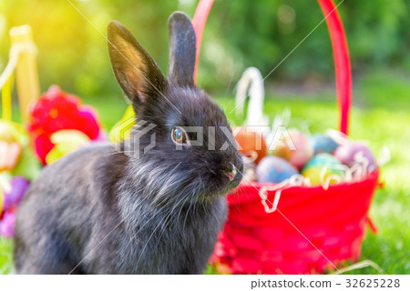 easter rabbit and easter eggs easter rabbit and easter eggs 32625228