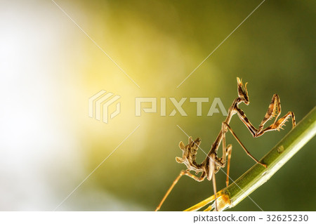 mantis in beautiful magical background 32625230