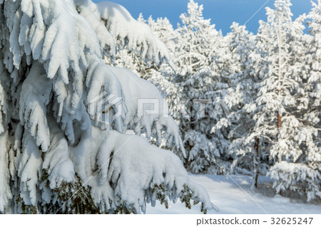 Spruce branch in winter Spruce branch in winter 32625247
