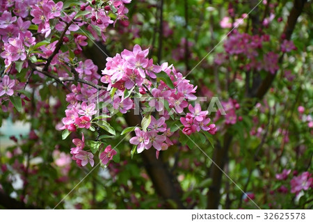 Crabapple flowers pink 32625578