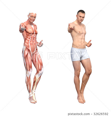 Male Anatomy Muscle 3dcg Illustration Material Stock Illustration 32626592 Pixta