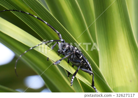 Lady beetle Lady beetle 32627117