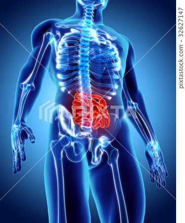 3D illustration of Small Intestine. 32627147