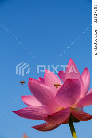 Ancient lotus flower and bee in the early morning 32627589