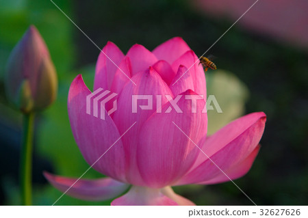 Ancient lotus flower and bee in the early morning 32627626