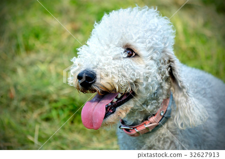 Dog Bedlington portrait outside On a sunny day 32627913