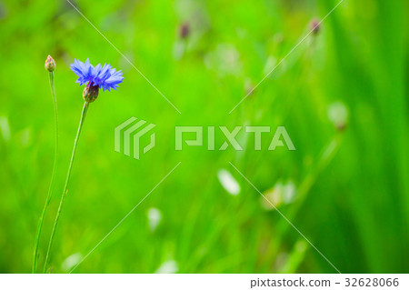Cornflower flower grows on summer meadow 32628066