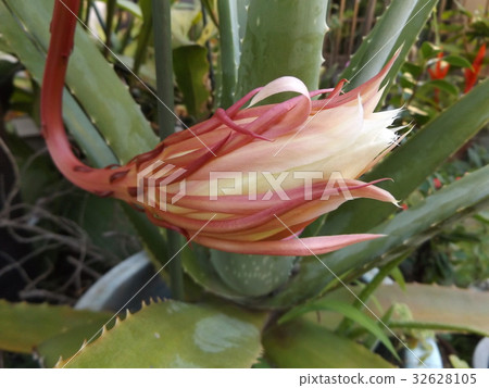 一個大的白花的夜晚,在夜晚開花並擠出geckavidin 一個大的白花的夜晚,在夜晚開花並擠出geckavidin 32628105