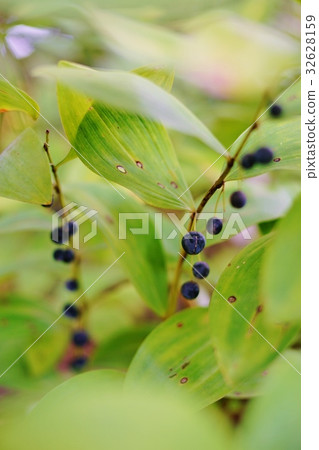 Fruit of Amadocoro Fruit of Amadocoro 32628159