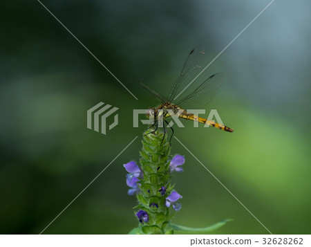 Akihana of flowers Akihana of flowers 32628262