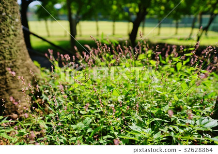 Persicaria longise Persicaria longise 32628864