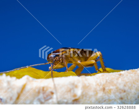 Close up Cockroaches are eating the yellow jam Close up Cockroaches are eating the yellow jam 32628888