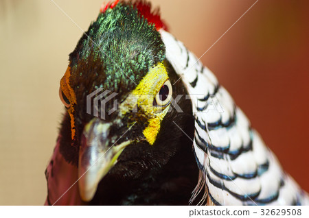 Diamond pheasant Close-up 32629508