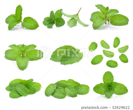 Mint leaves isolated on white background. 32629622