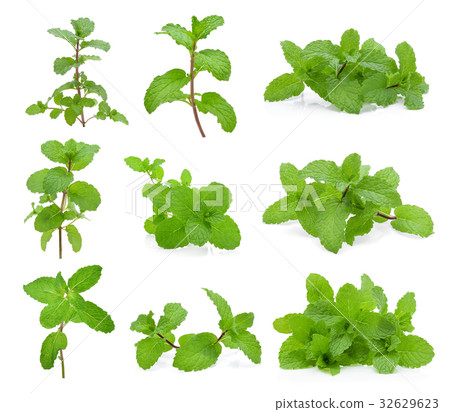 Mint leaves isolated on white background. 32629623