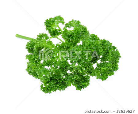 Curly Parsley Isolated on White Background 32629627