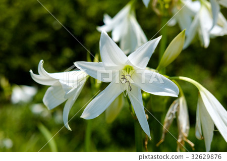 印度香魚，花卉，植物 32629876