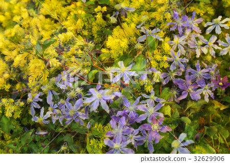 黃色和紫色的花朵 黃色和紫色的花朵 32629906