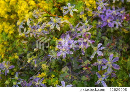 黃色和紫色的花朵 黃色和紫色的花朵 32629908