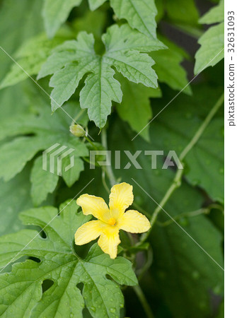 Botanical flowers Botanical flowers 32631093