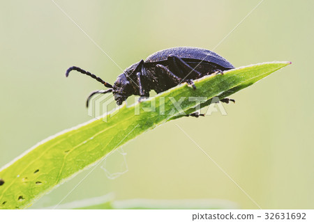 Close up of black bug on the grass Close up of black bug on the grass 32631692