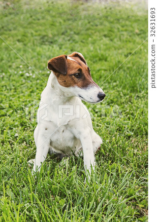 Jack Russel Terrier resting in a field 32631693