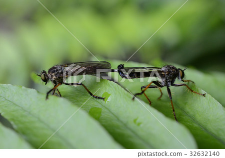 Trough beetles / tiger spotted worms during mating 32632140