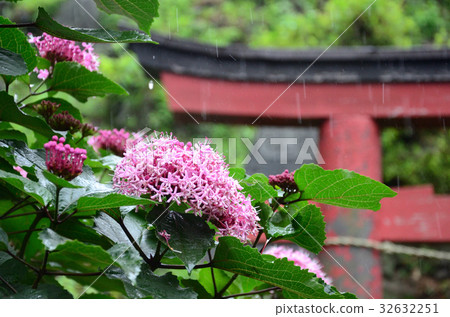 牡丹草，牡丹氣味樹 32632251