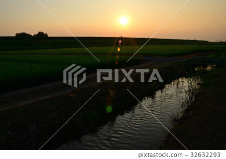 生長的大米和水運河的耳朵 生長的大米和水運河的耳朵 32632293