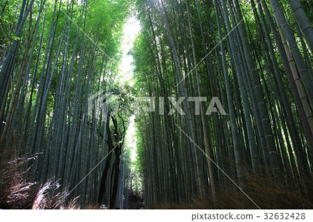 Bamboo grove Bamboo grove 32632428