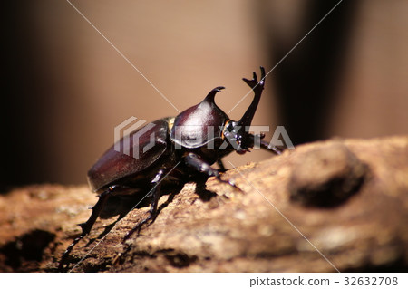 Beetle Beetle 32632708