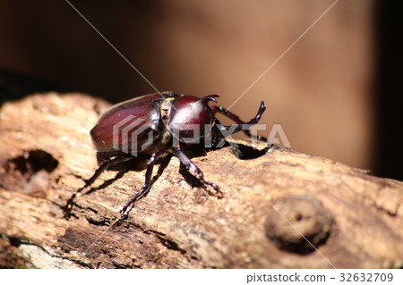 Beetle Beetle Beetle Beetle 32632709