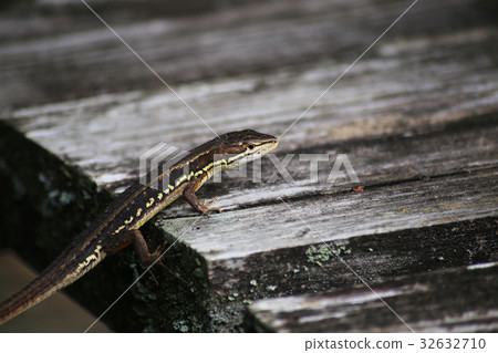 Japanese kana snake 32632710