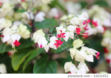 Genpei花 Genpei花 32632852