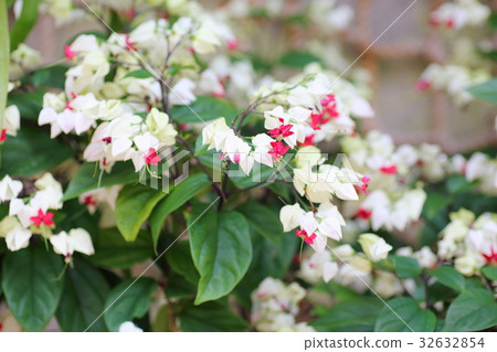 Genpei花 Genpei花 32632854