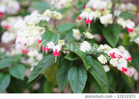Genpei flowers Genpei flowers 32632855