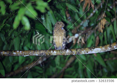 Malay worm owl 32633506