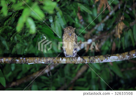 Malay worm owl 32633508