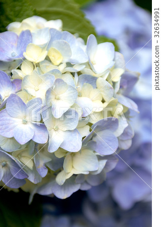 Hydrangea flowers 32634991