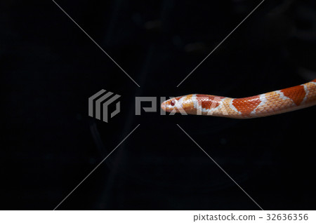 32636356