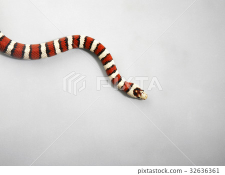 32636361