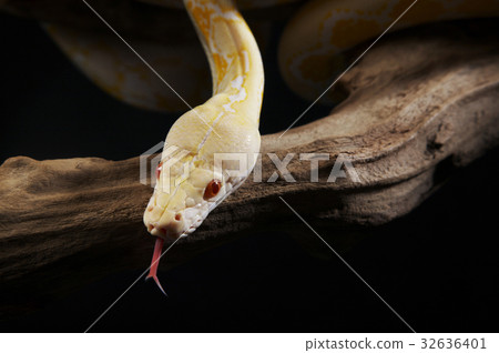 32636401