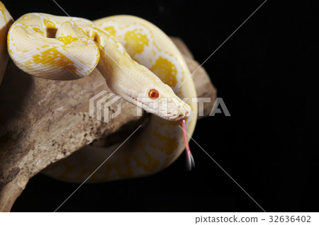 32636402