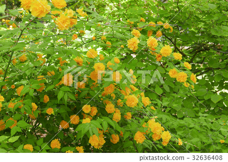 Yae Yamabuki Yae Yamabuki 32636408